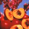 Double Delight Nectarine